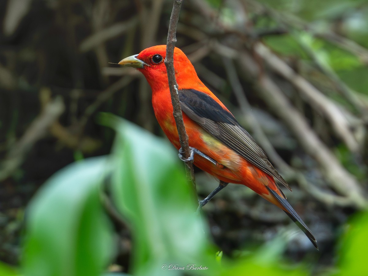Scarlet Tanager - ML618795716