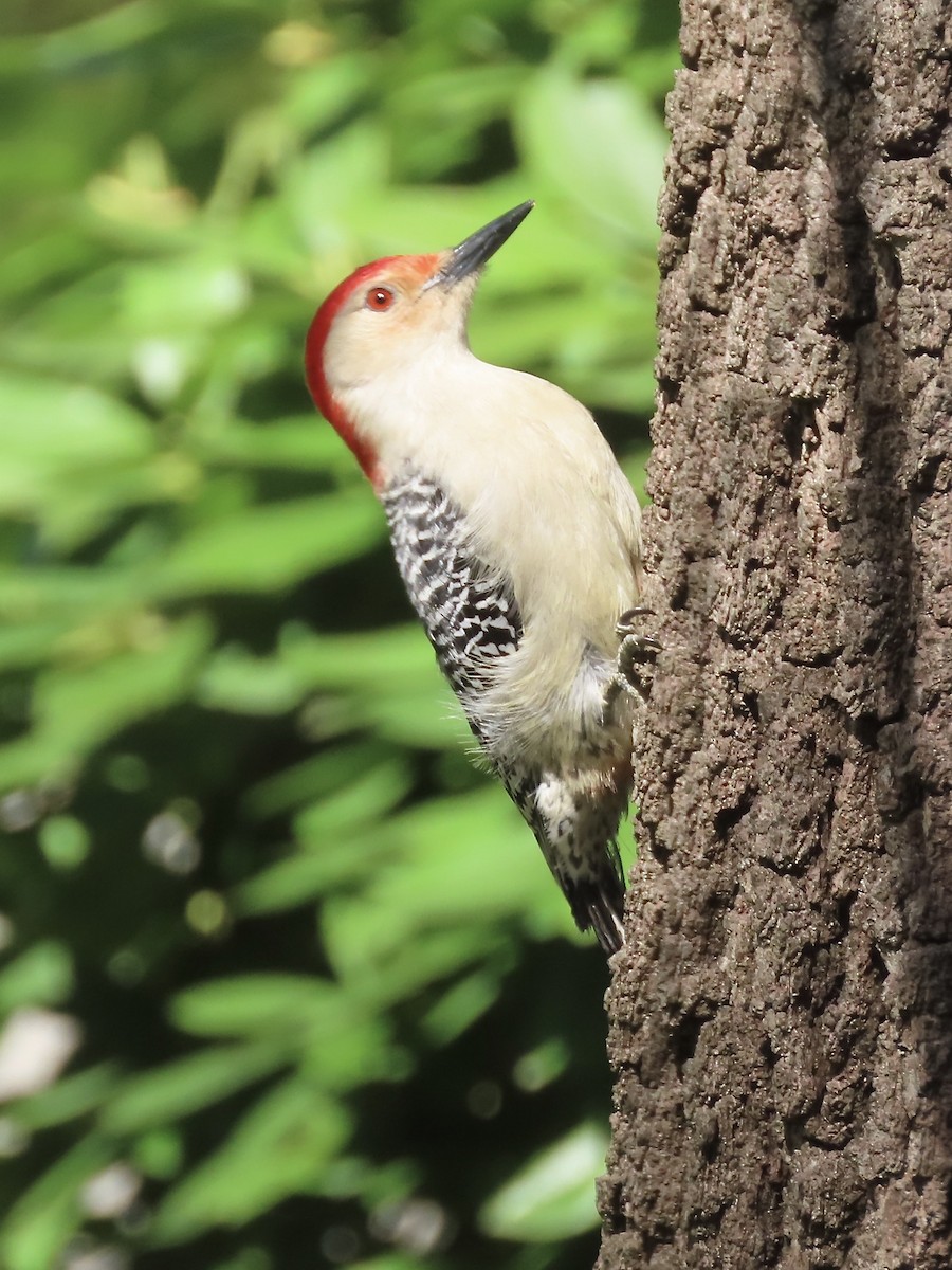 Red-bellied Woodpecker - ML618795729