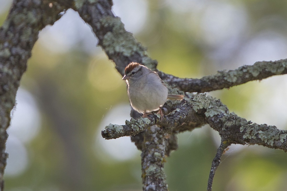 Chipping Sparrow - ML618795761