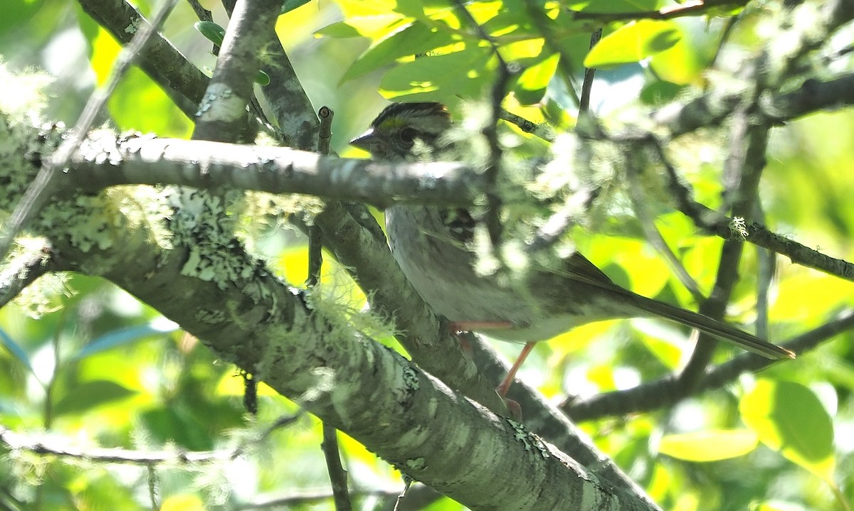 White-throated Sparrow - Aidan Brubaker
