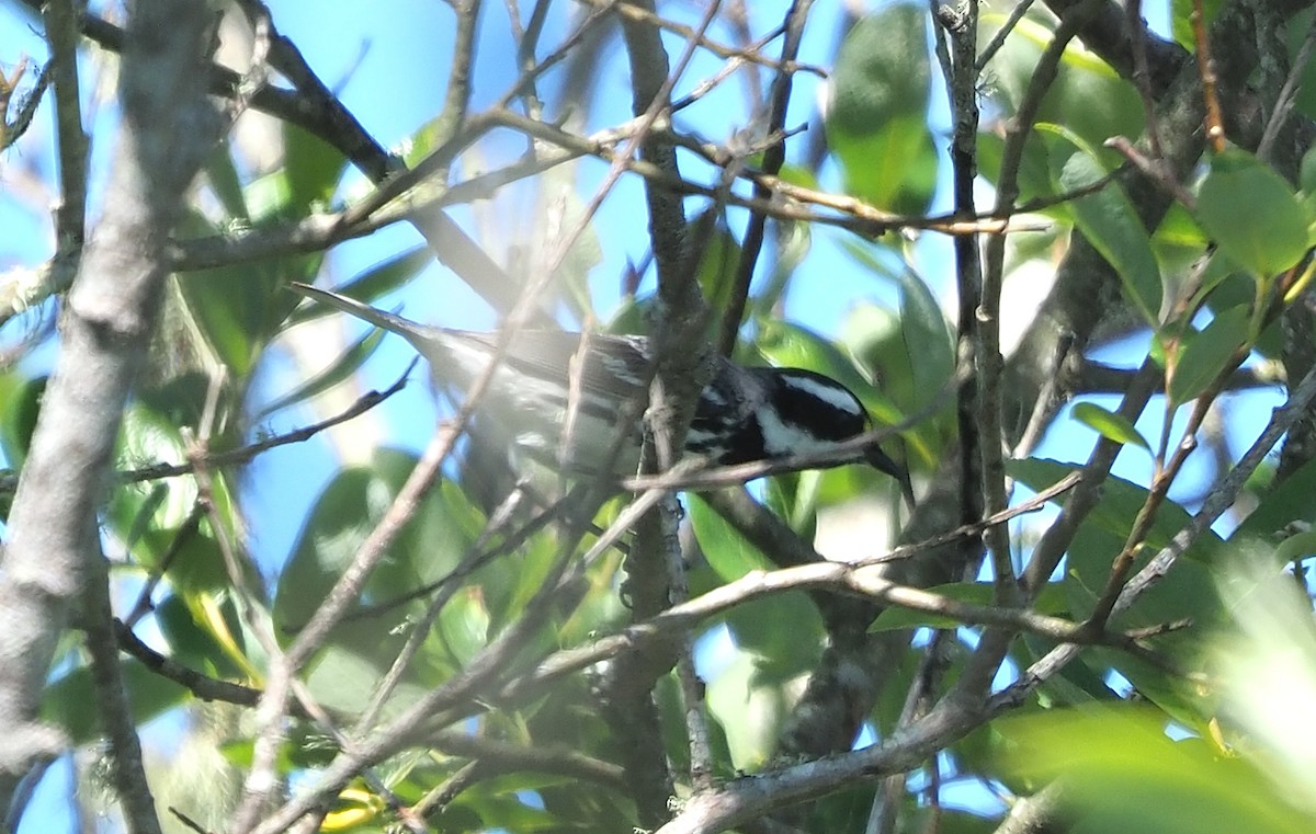 Black-throated Gray Warbler - ML618795768