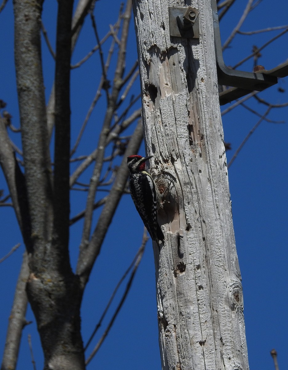 Yellow-bellied Sapsucker - Andy McGivern