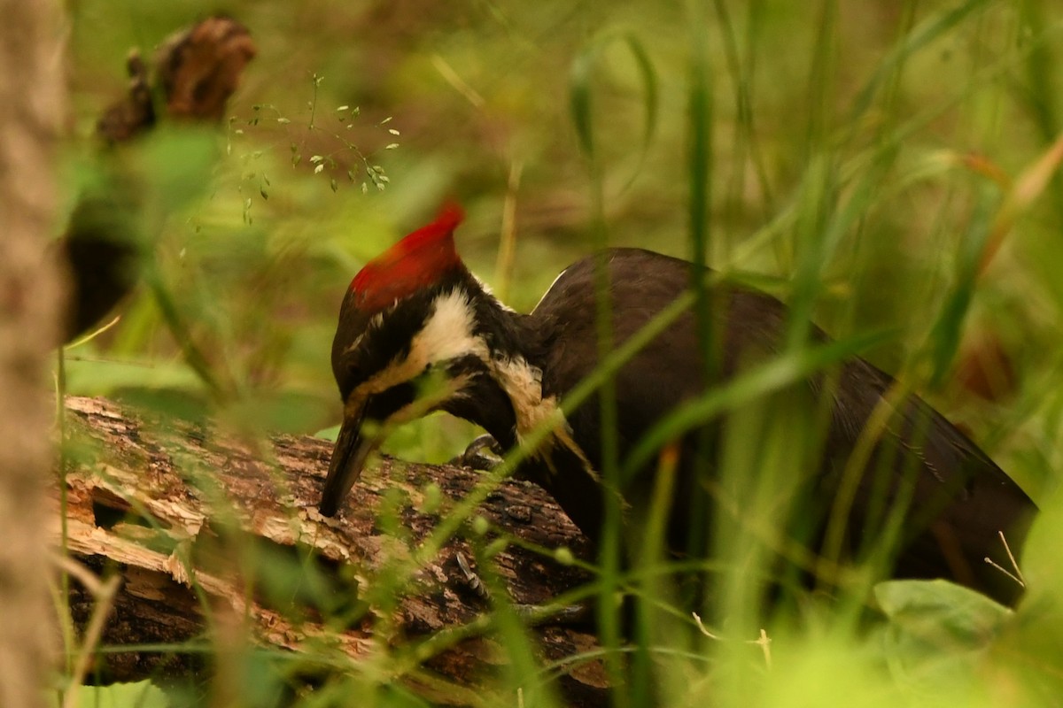 Pileated Woodpecker - Steve Brown