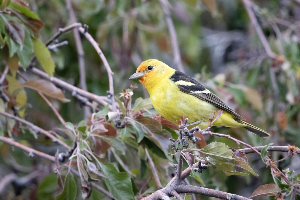 Western Tanager - ML618795807