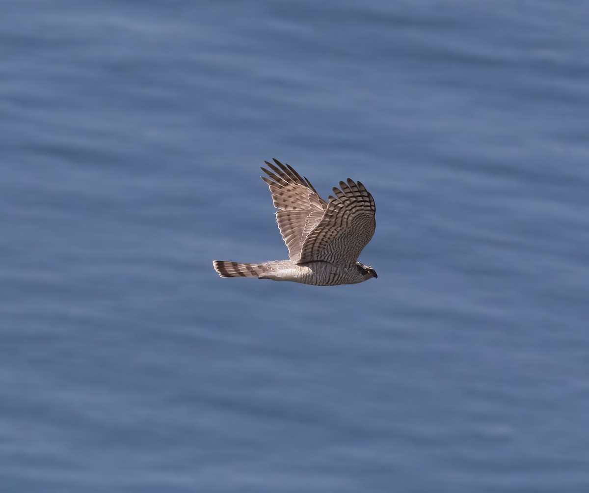 Eurasian Sparrowhawk - ML618795811