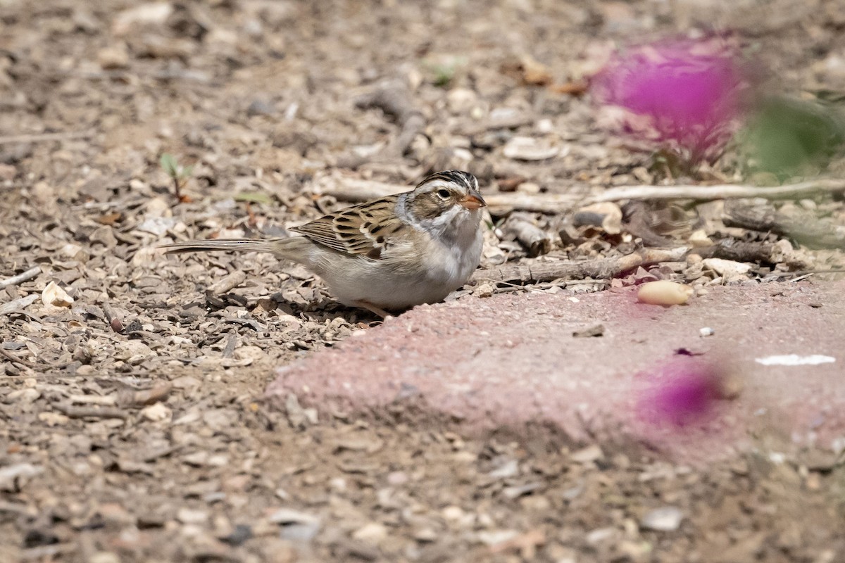 Clay-colored Sparrow - ML618795838