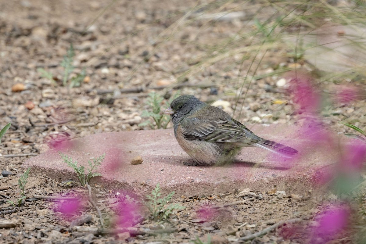 Dark-eyed Junco (Pink-sided) - Mouser Williams