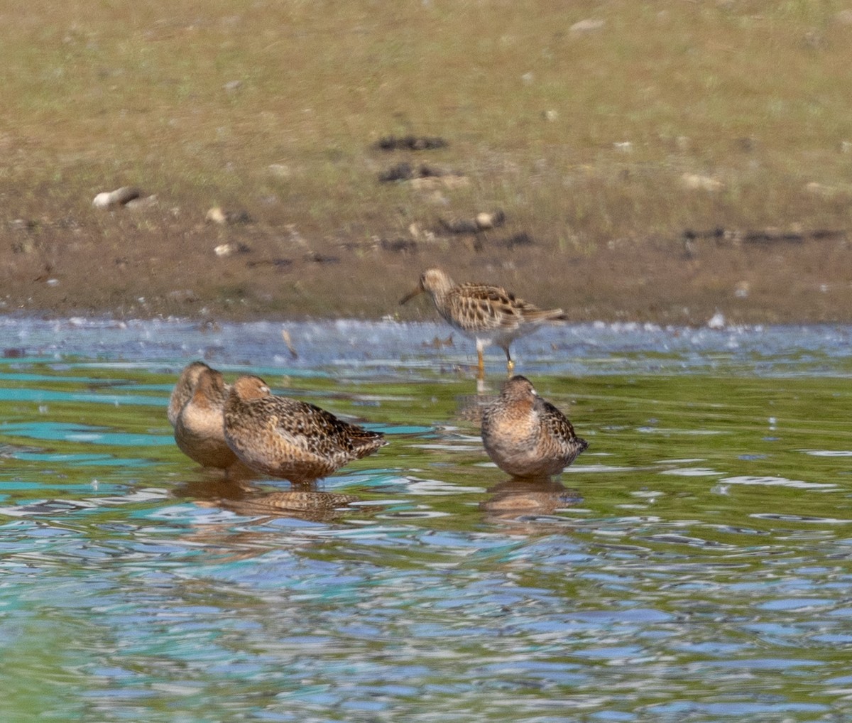 Long-billed Dowitcher - ML618795883