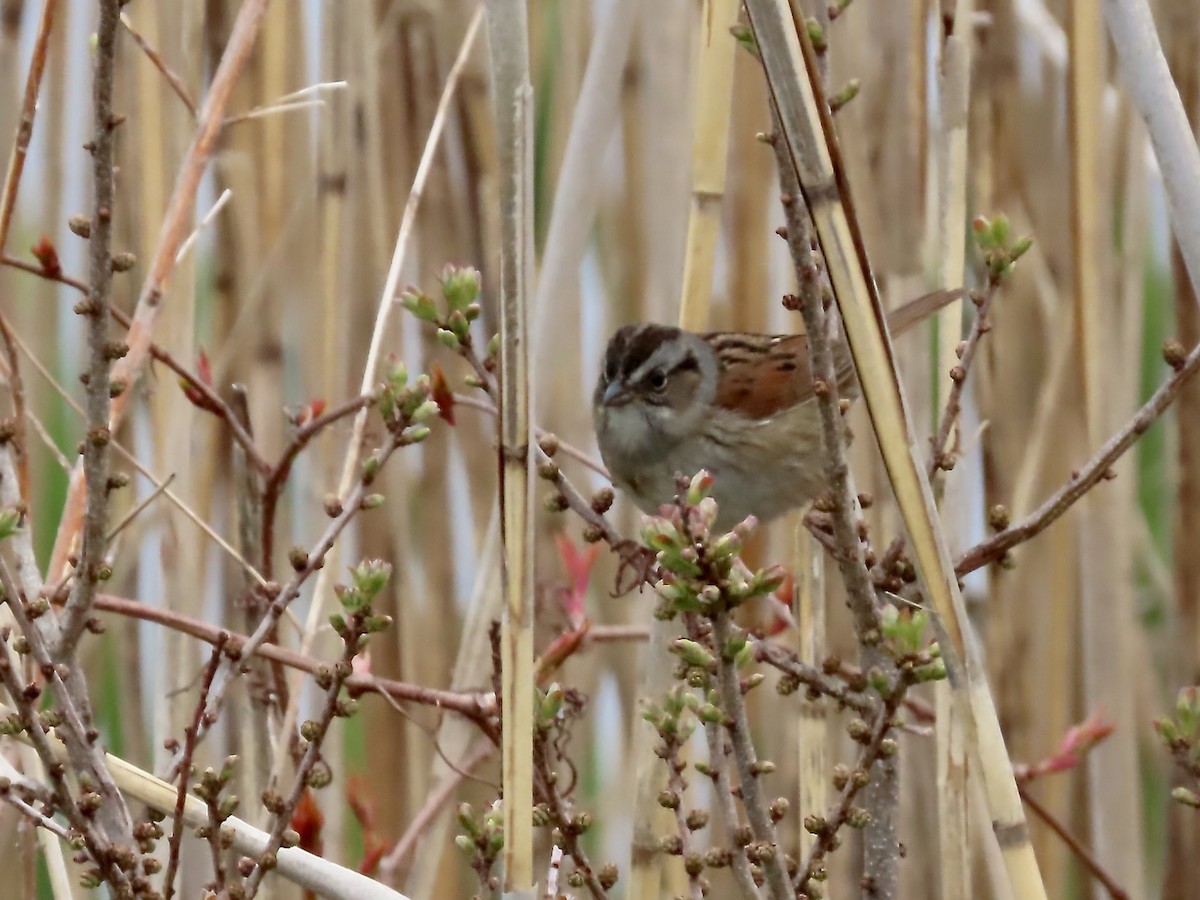 Swamp Sparrow - ML618795888