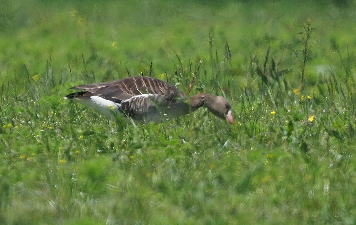 Greater White-fronted Goose - ML618795893