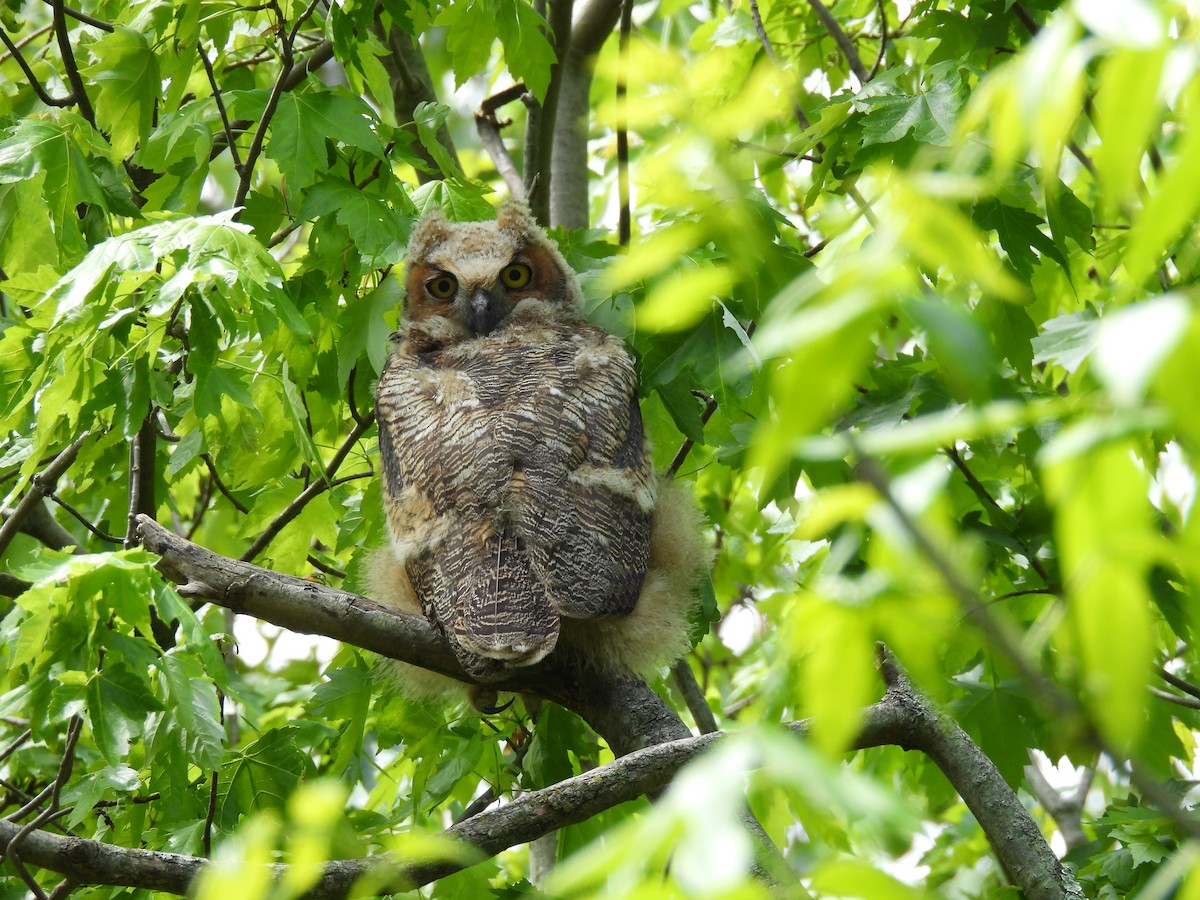 Great Horned Owl - ML618795921