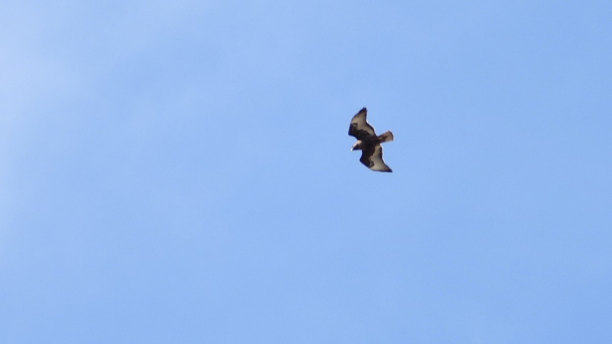 Red-tailed Hawk (Harlan's) - ML618795924