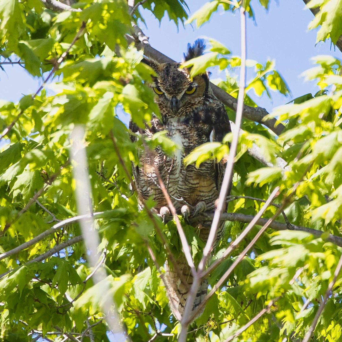 Great Horned Owl - ML618795953