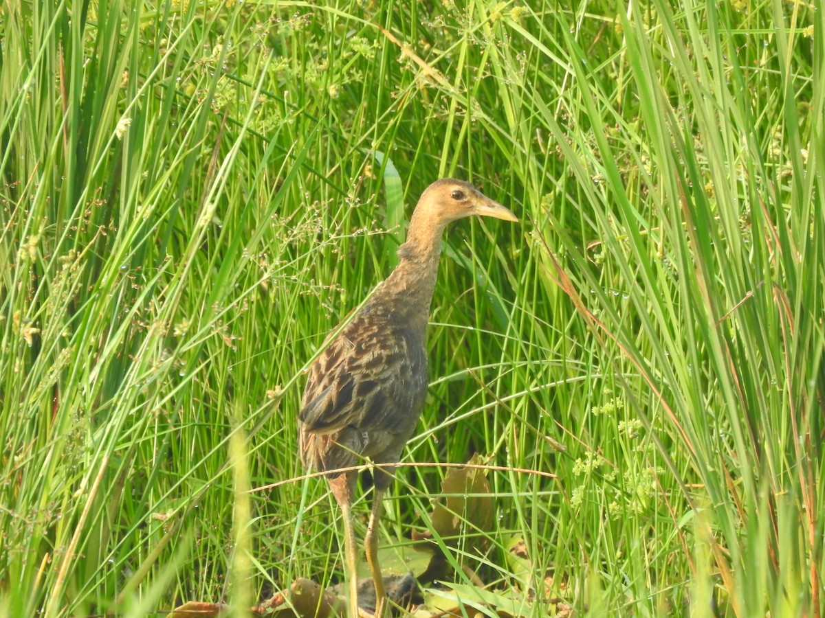 Watercock - Sanu Raj