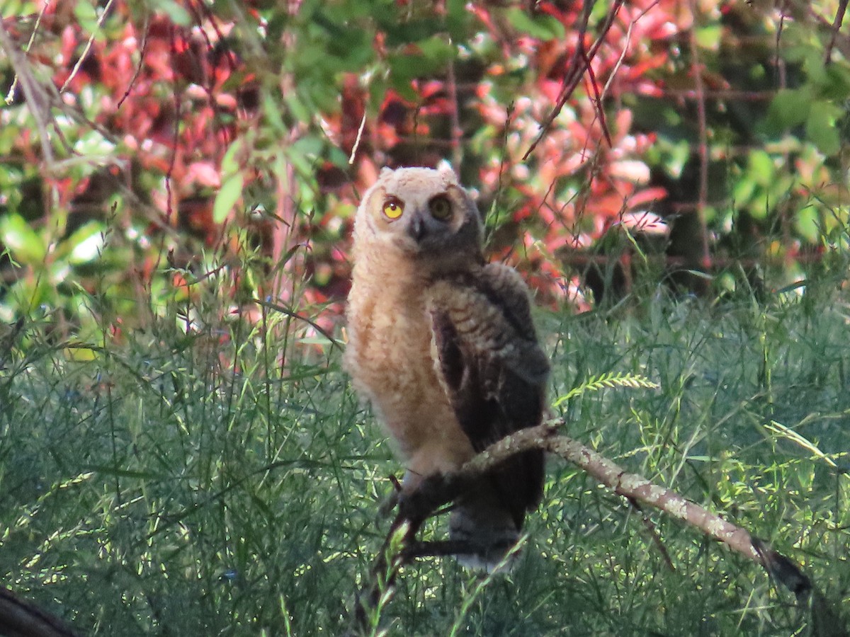 Great Horned Owl - Sharon Rasmussen
