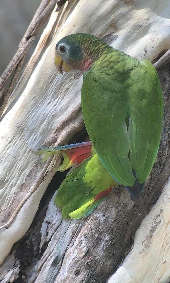 Yellow-billed Parrot - ML618795994