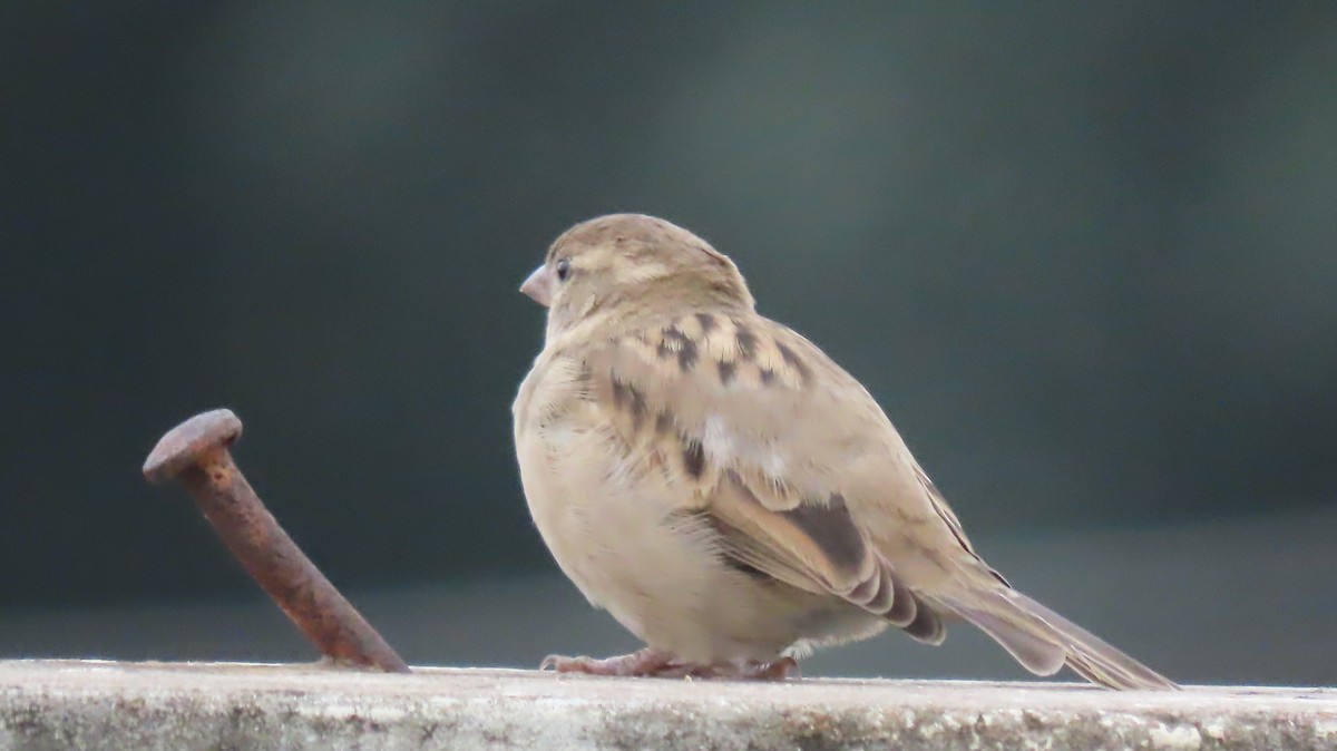 House Sparrow - Chitra Ingole