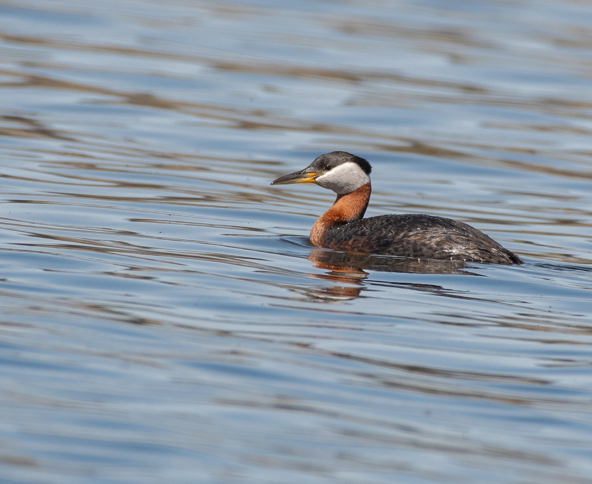 Red-necked Grebe - ML618796033