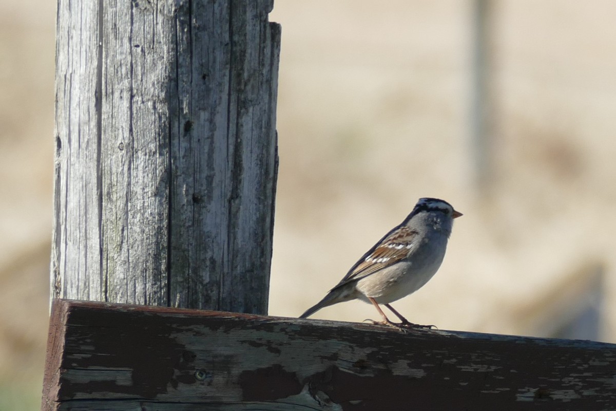 White-crowned Sparrow - ML618796074