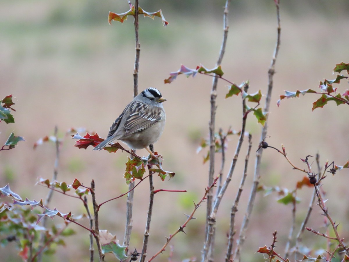 White-crowned Sparrow - Nina Hahn