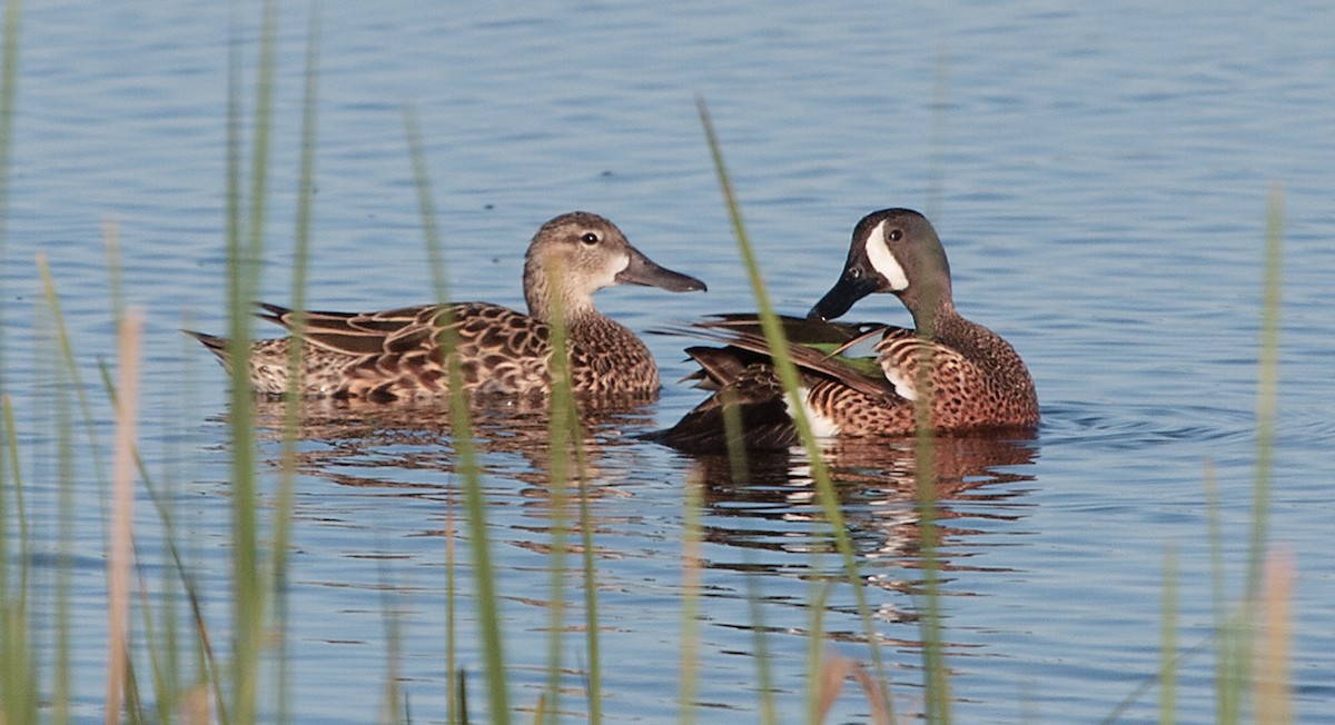 Blue-winged Teal - ML618796091