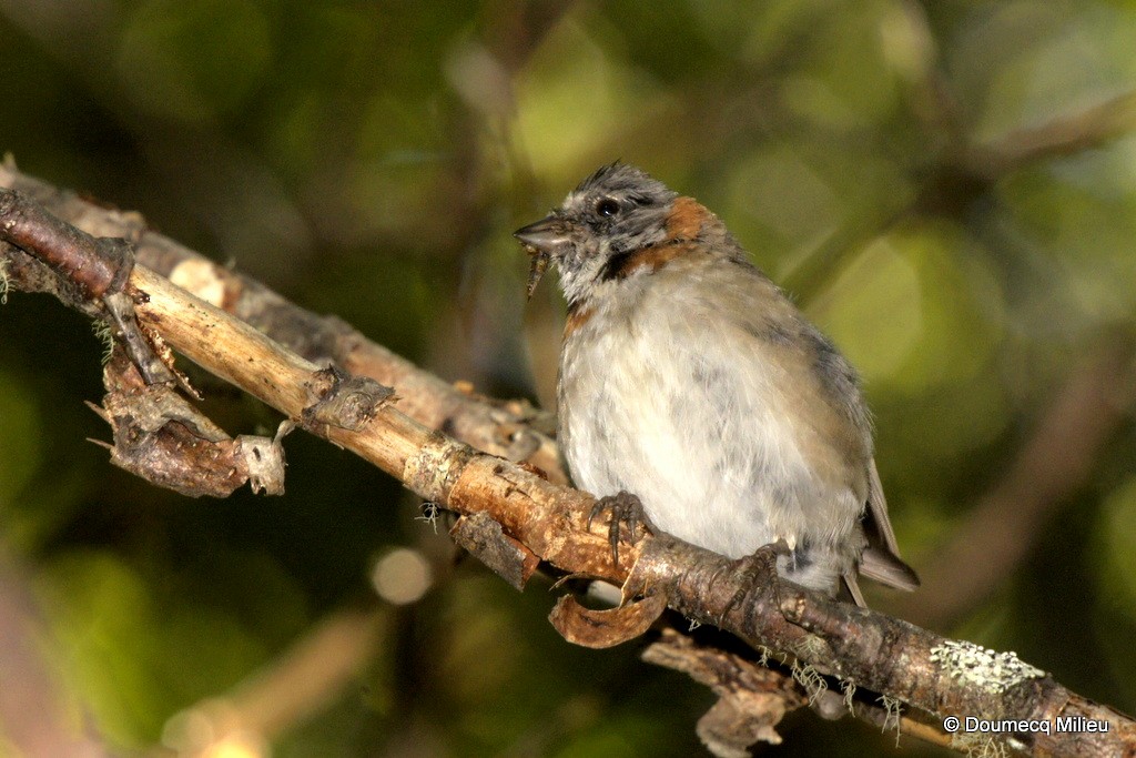 Rufous-collared Sparrow - Ricardo  Doumecq Milieu