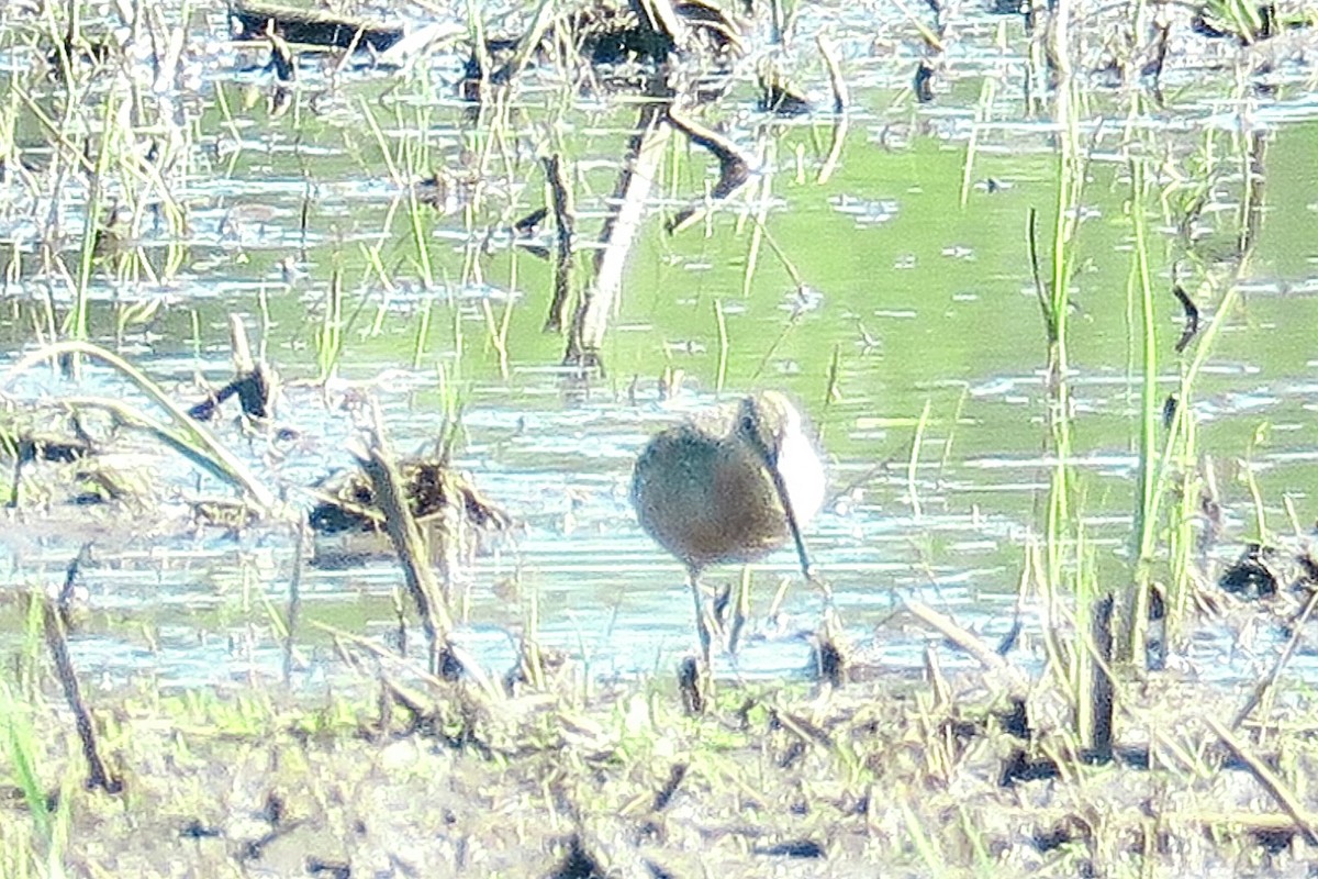 Long-billed Dowitcher - Michael Simmons