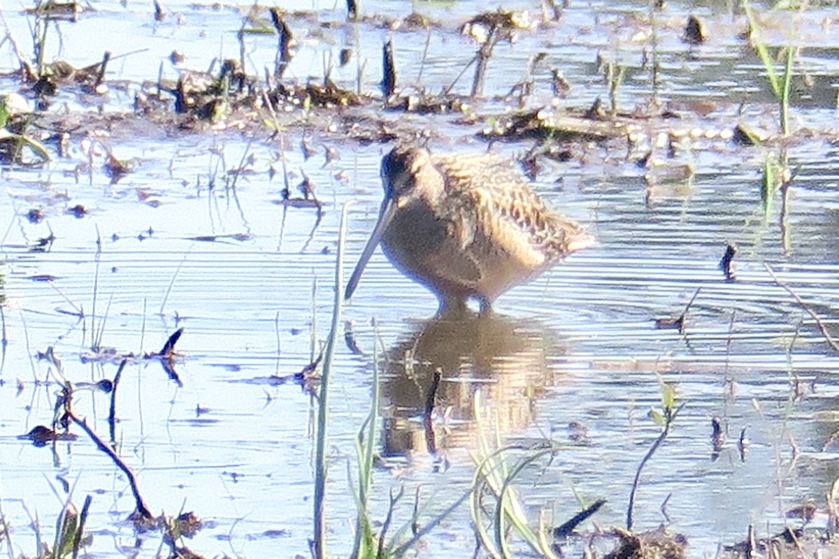 Long-billed Dowitcher - ML618796131
