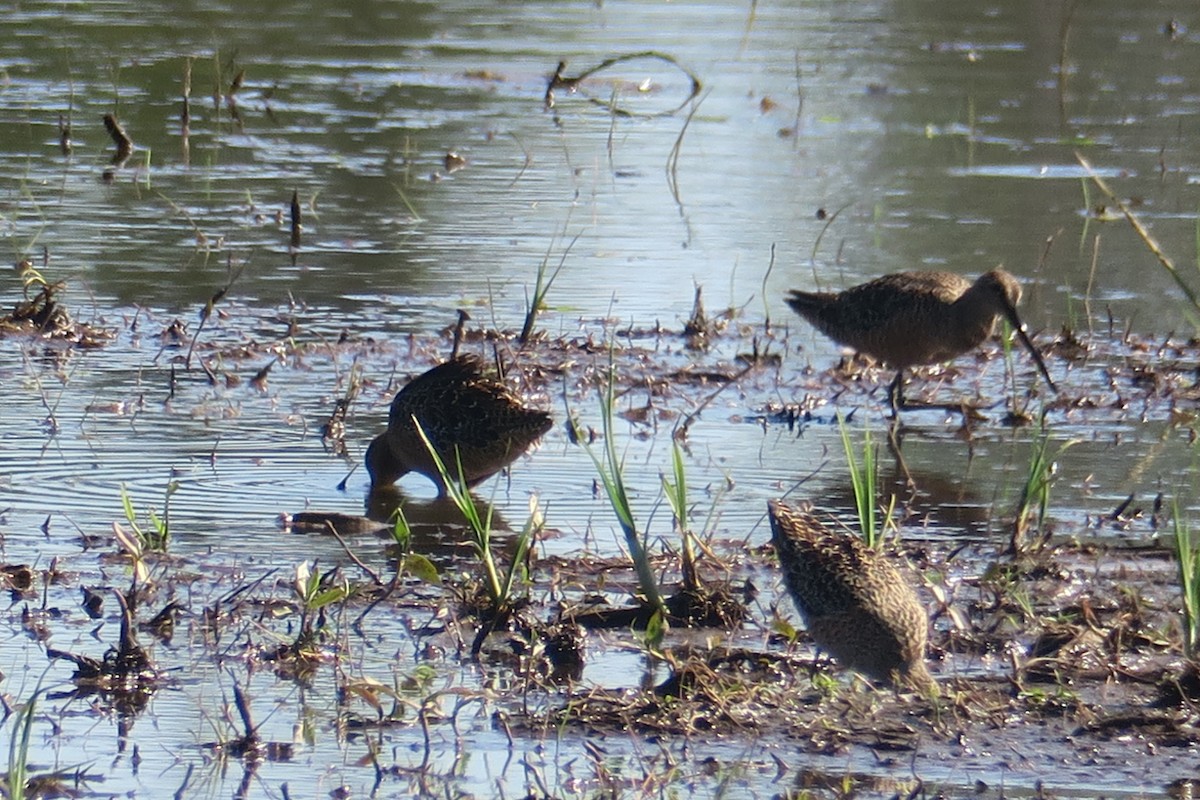 Long-billed Dowitcher - ML618796132