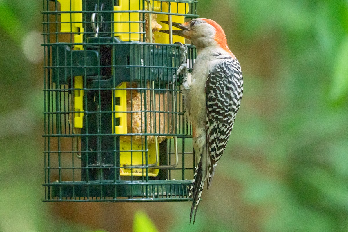 Red-bellied Woodpecker - ML618796133
