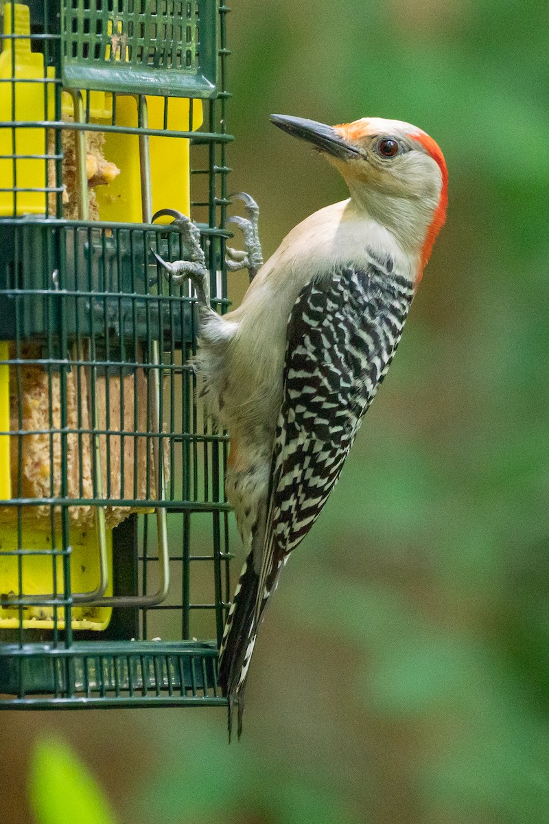 Red-bellied Woodpecker - ML618796134