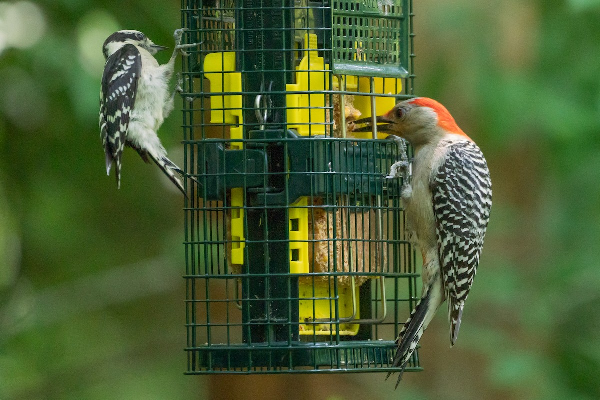 Red-bellied Woodpecker - ML618796136