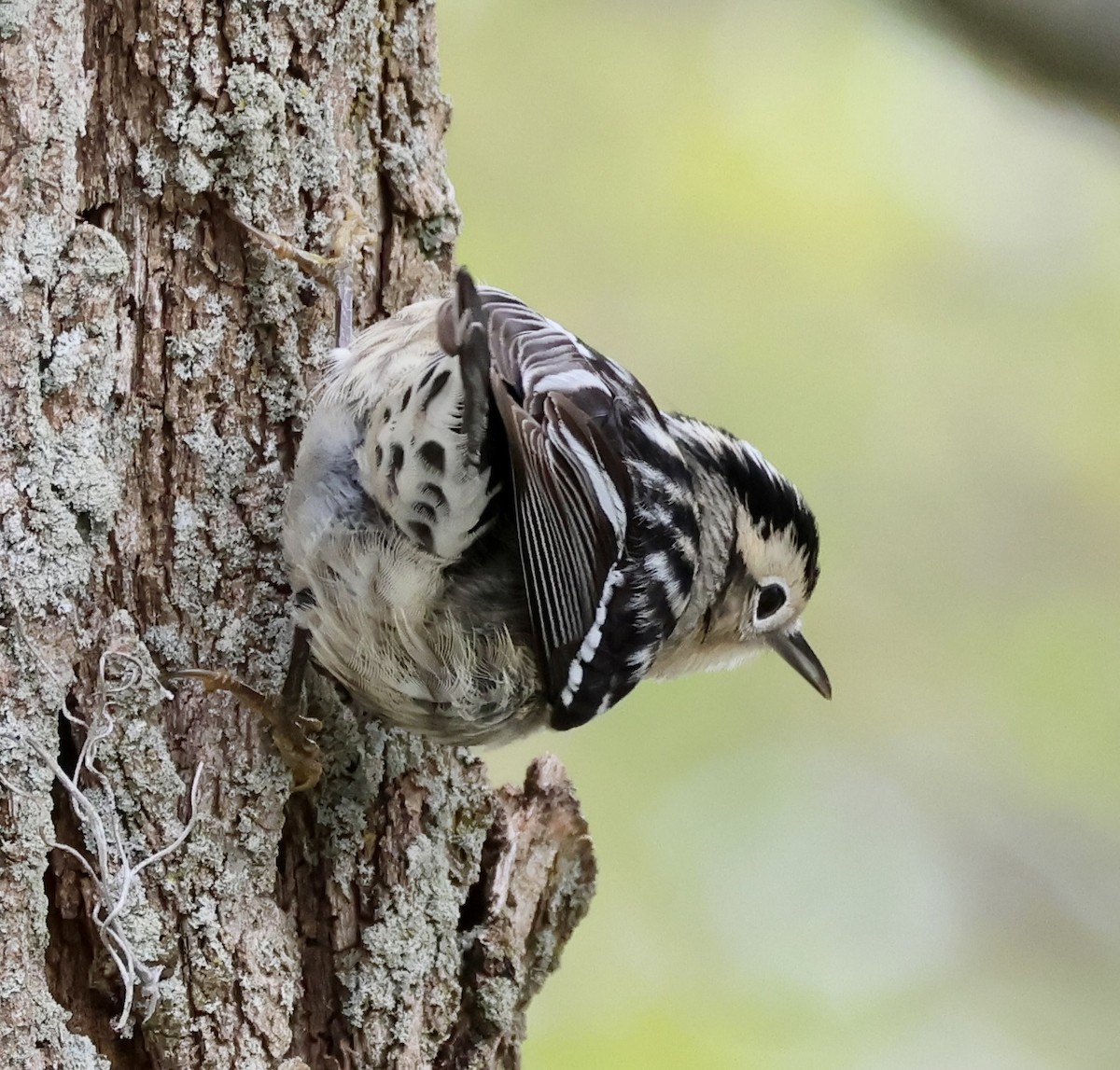 Black-and-white Warbler - ML618796146