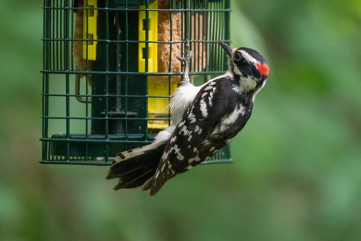 Downy Woodpecker - ML618796148