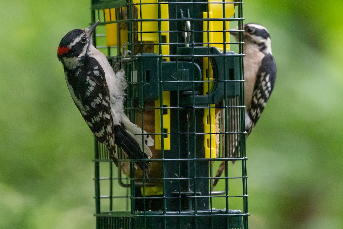 Downy Woodpecker - ML618796149