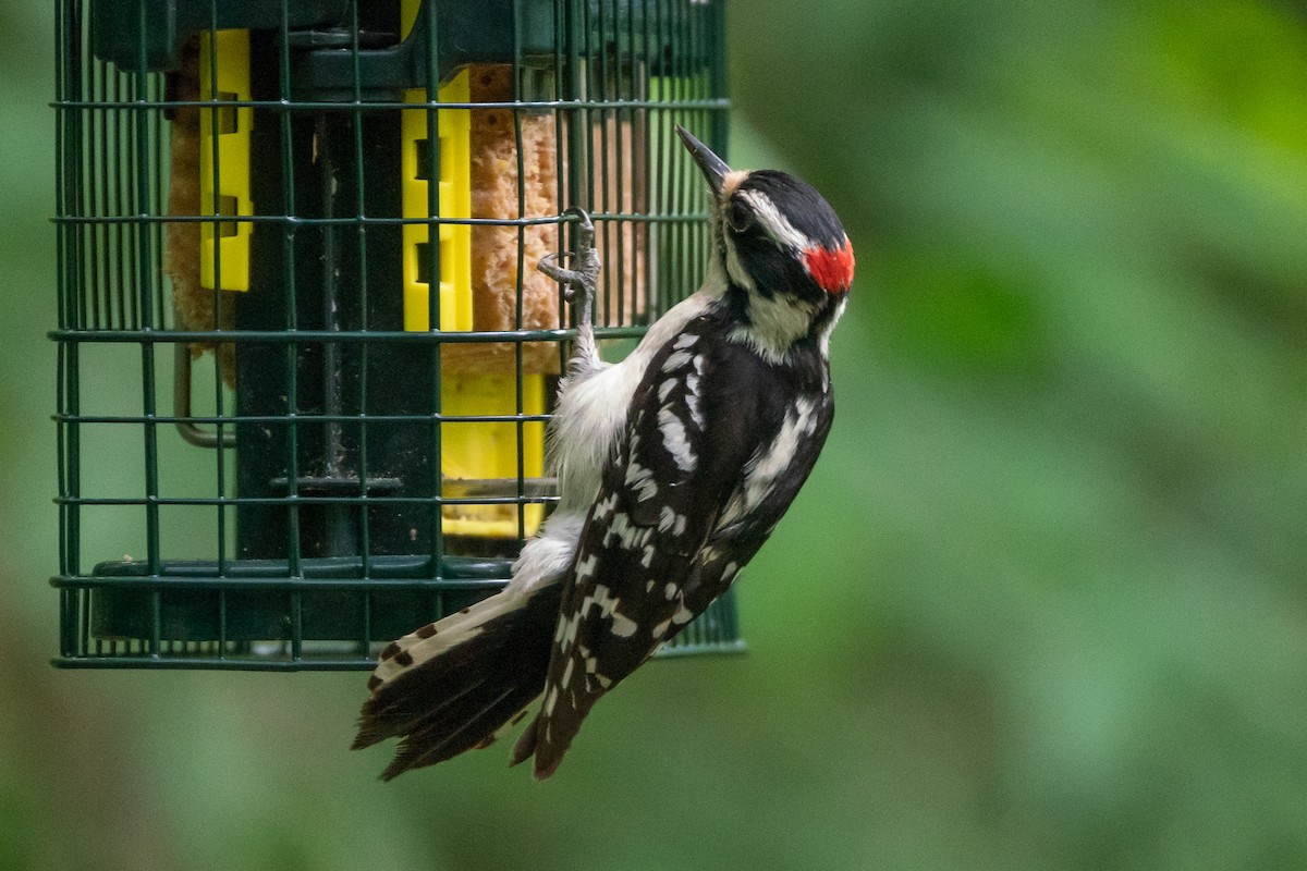 Downy Woodpecker - ML618796150