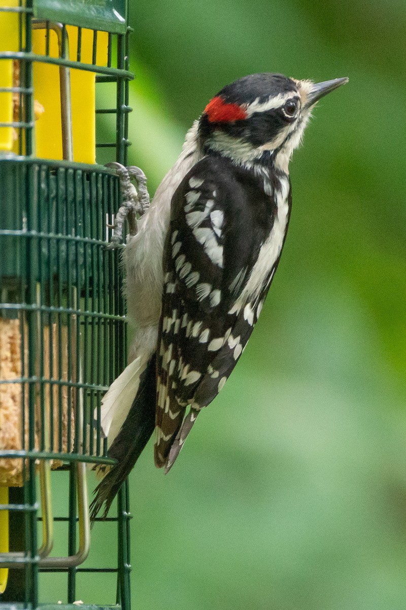 Downy Woodpecker - ML618796152