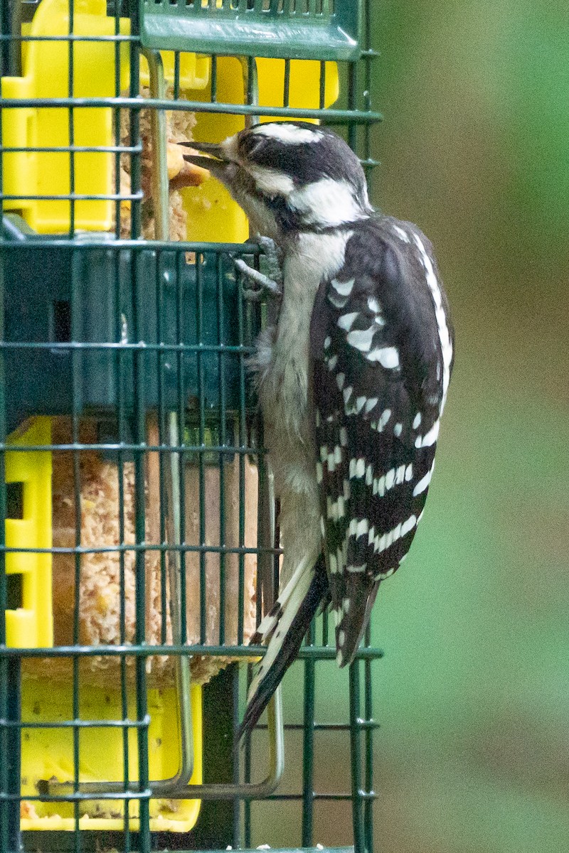 Downy Woodpecker - ML618796153