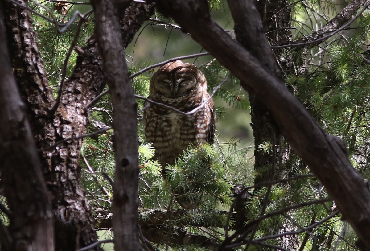 Spotted Owl - Steven Glynn