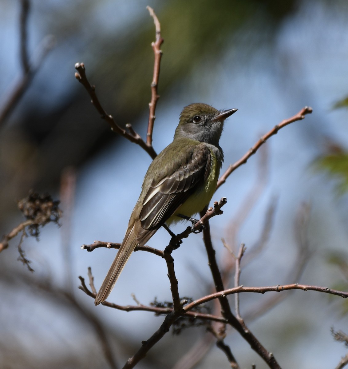 Great Crested Flycatcher - ML618796199
