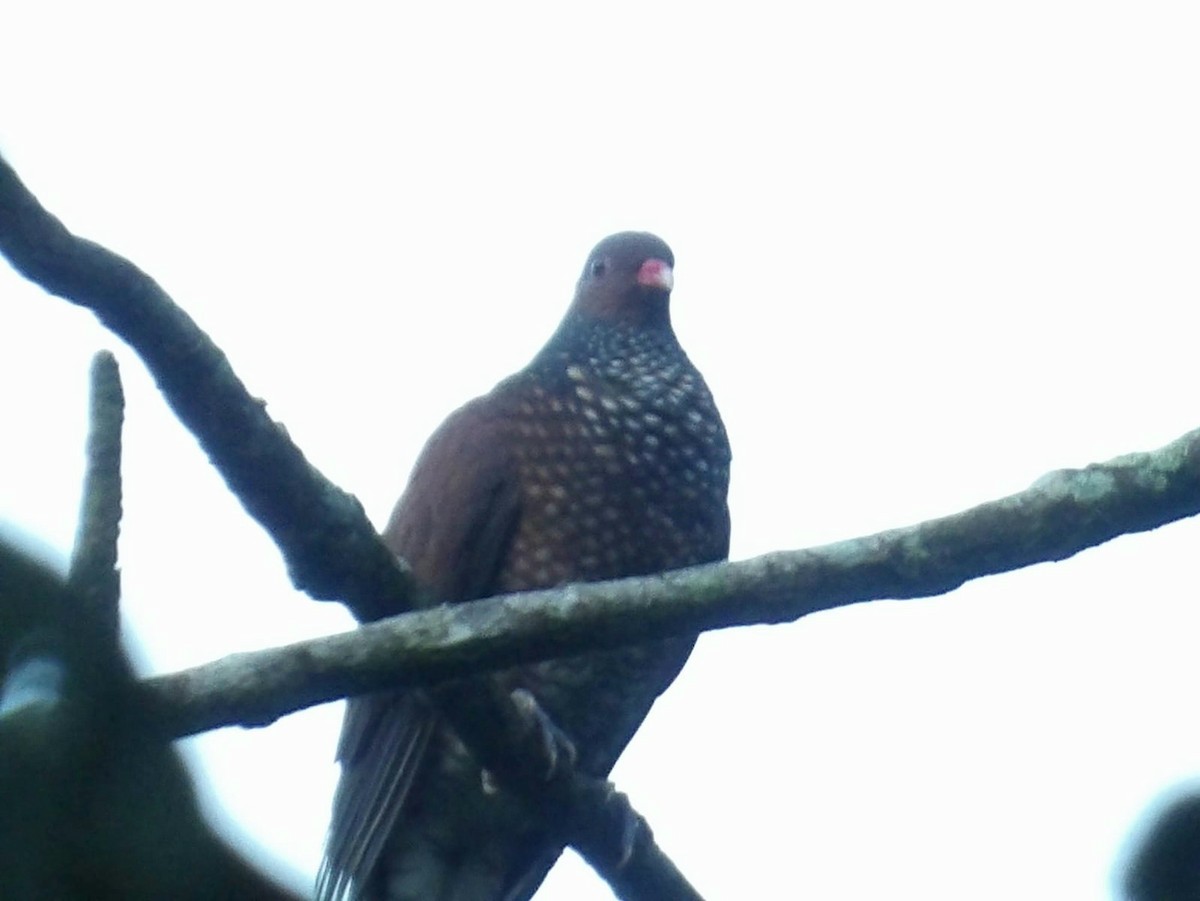 Scaled Pigeon - ML618796204