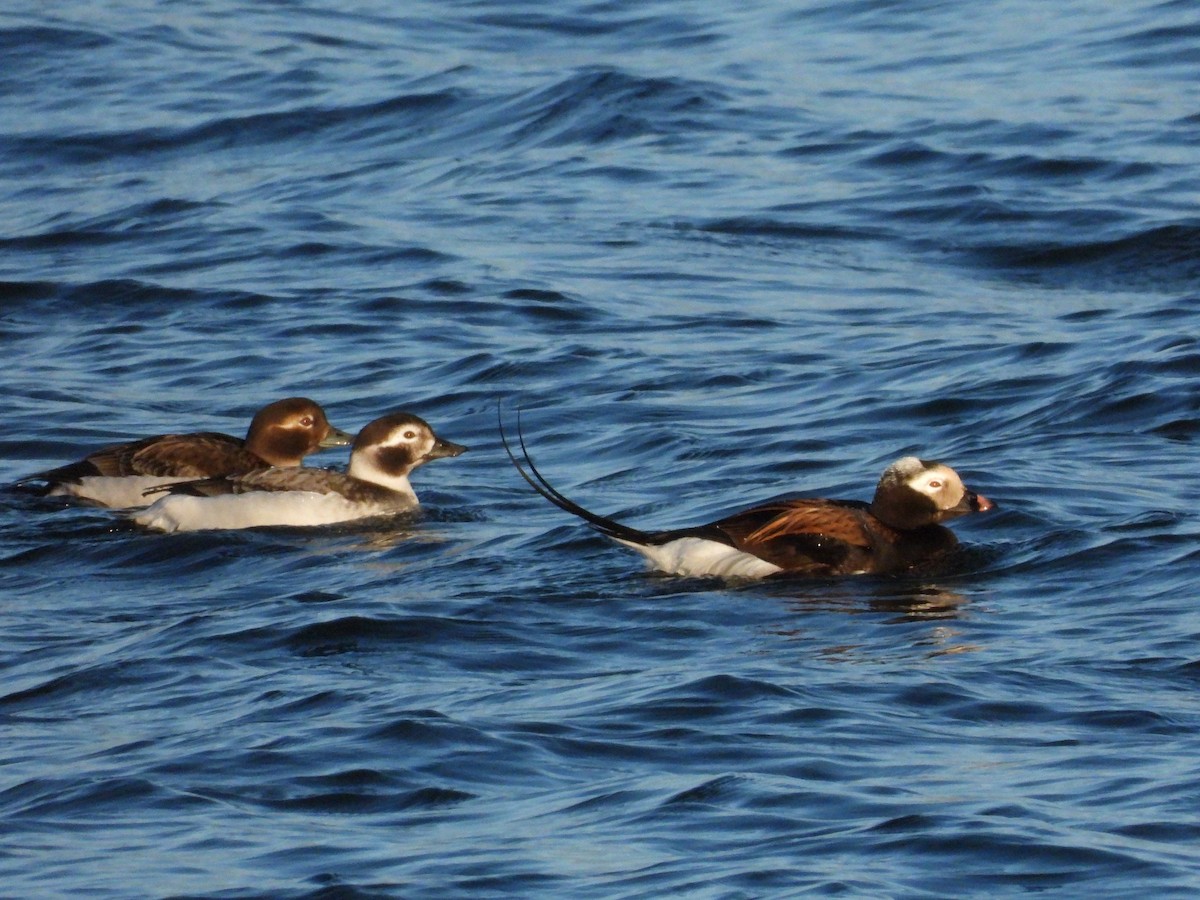 Long-tailed Duck - ML618796215