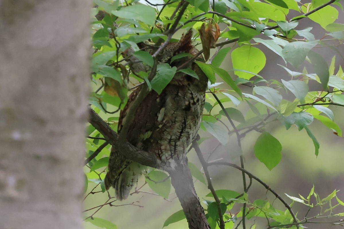 Eastern Screech-Owl - Peter Veighey