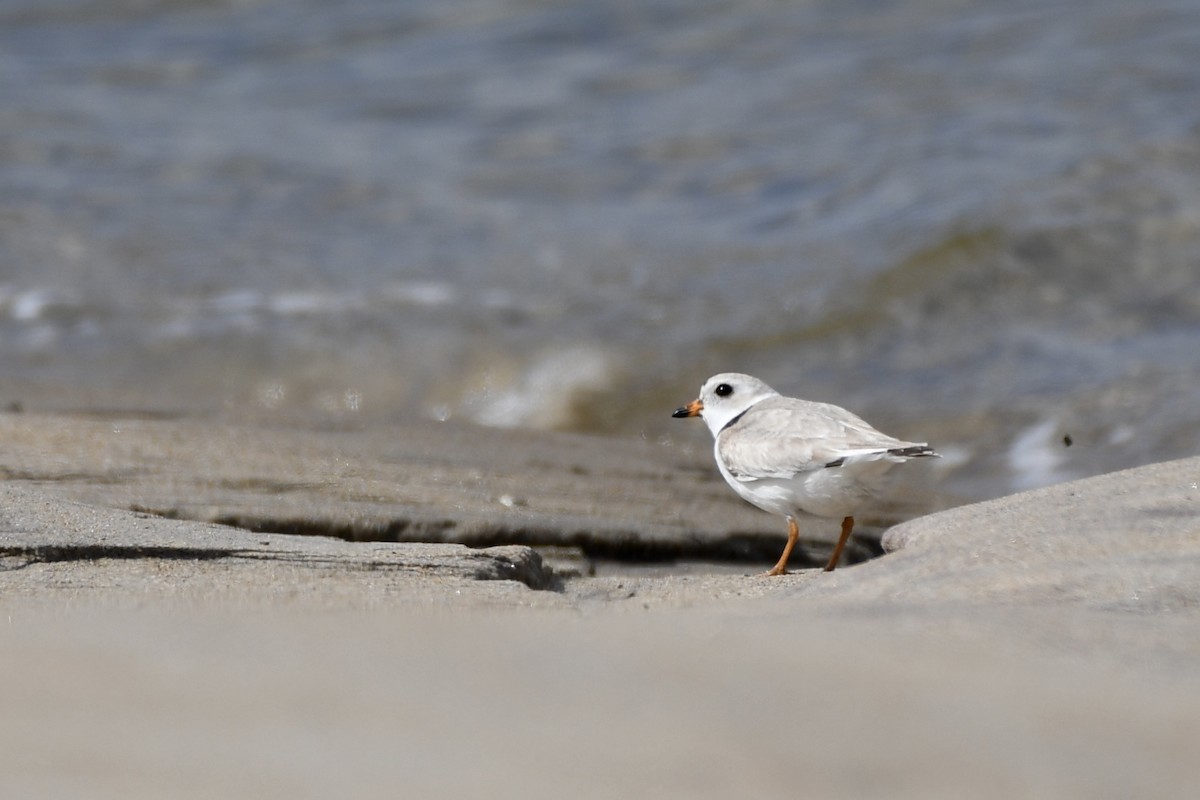 Piping Plover - ML618796282