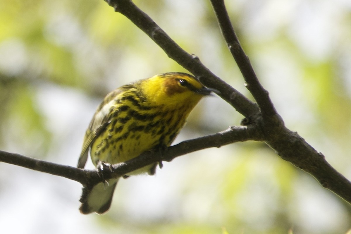 Cape May Warbler - ML618796289