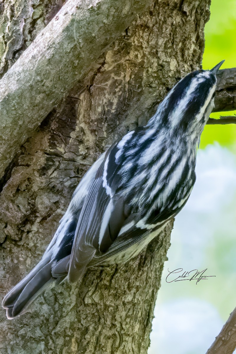 Black-and-white Warbler - ML618796299