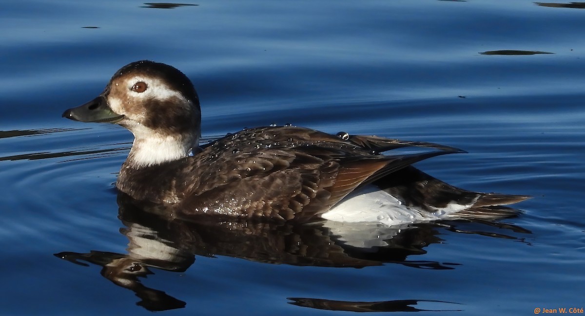 Long-tailed Duck - ML618796329