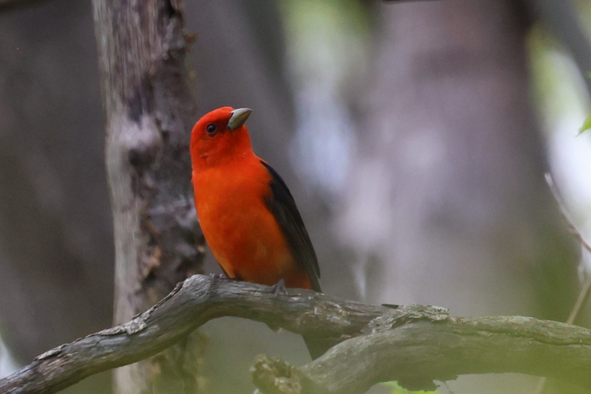 Scarlet Tanager - ML618796336