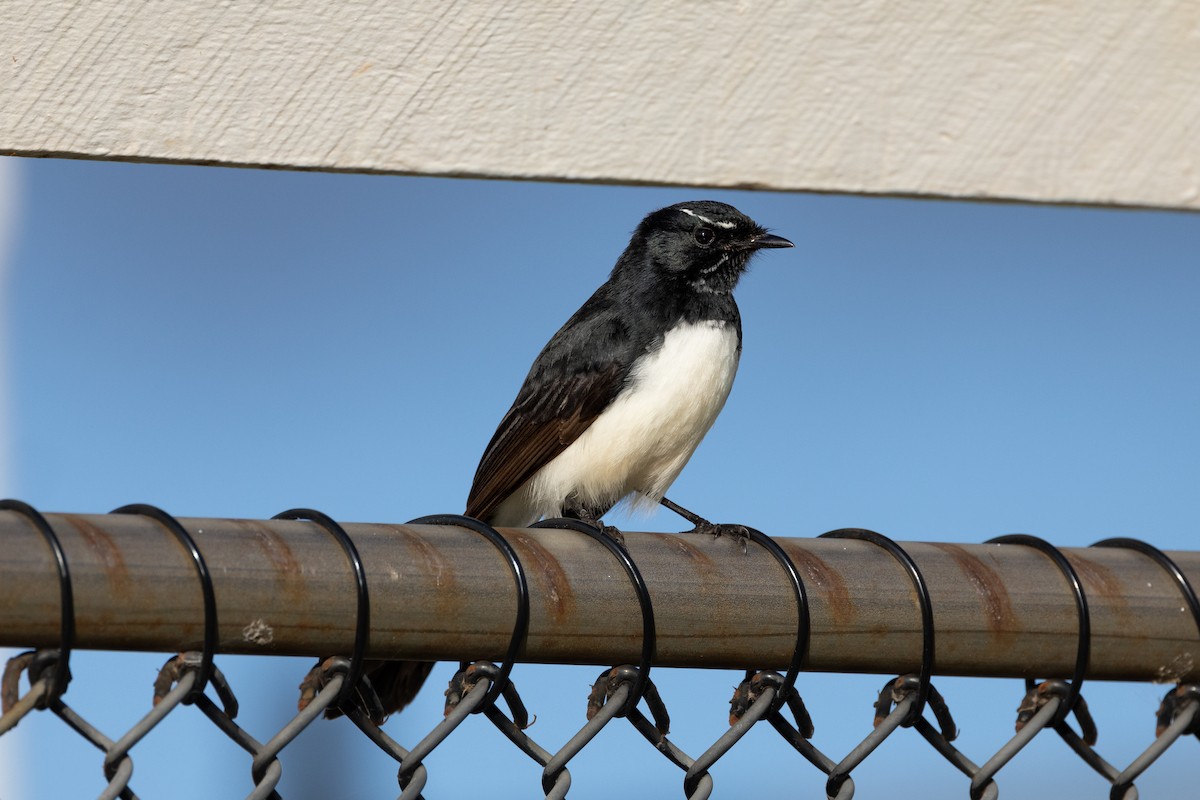Willie-wagtail - ML618796348