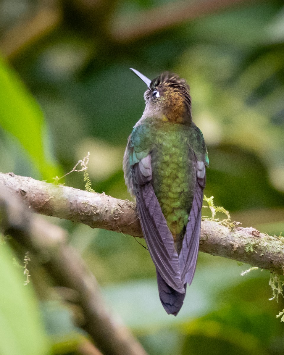 kolibřík zelenočelý - ML618796375